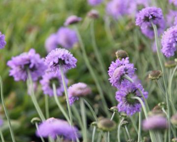 Scabiosa columbaria 'Butterfly Blue'