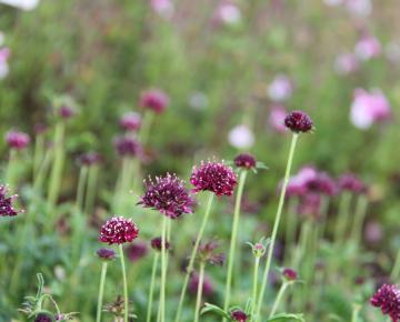 Scabiosa atropurpurea 'Chile Black'