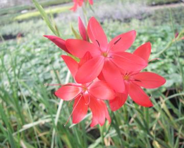 Schizostylis coccinea 'Major'