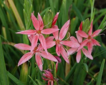 Schizostylis coccinea 'Mrs. Hegarty'