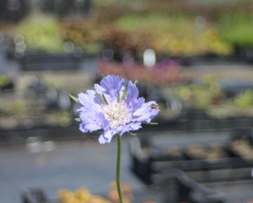 Scabiosa caucasica 'Perfecta'