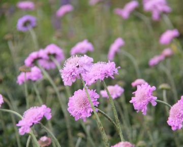 Scabiosa columbaria 'Pink Mist'