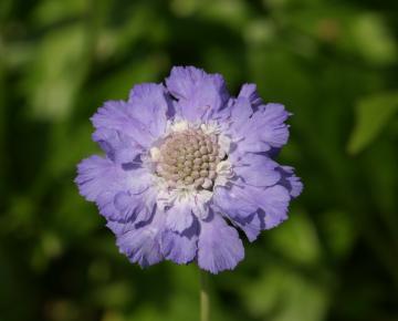 Scabiosa caucasica 'Stäfa'