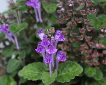 Scutellaria indica parviflora