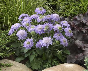 Scabiosa japonica 'Ritz Blue'
