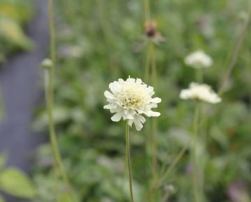 Scabiosa ochroleuca
