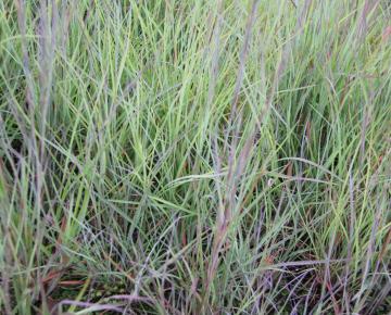 Schizachyrium scoparium 'Blaze'