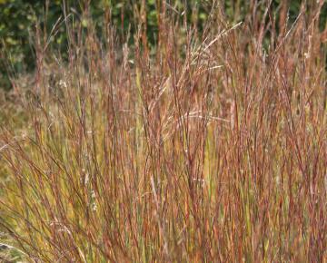 Schizachyrium scoparium