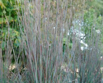 Schizachyrium scoparium 'Standing Ovation' 