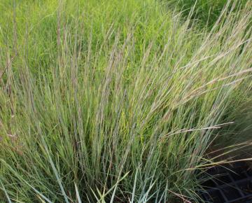 Schizachyrium scoparium 'Prairie Blues'