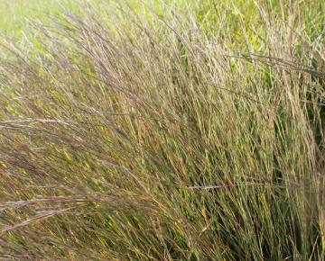 Schizachyrium scoparium 'Wildwest'