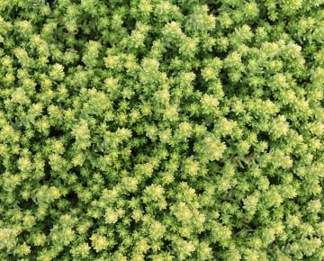 Sedum acre 'Aureum'