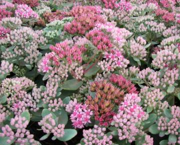 Sedum  'Abbeydore'