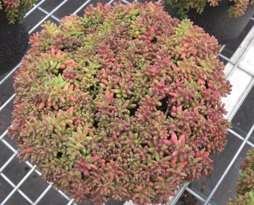 Sedum album 'Coral Carpet'