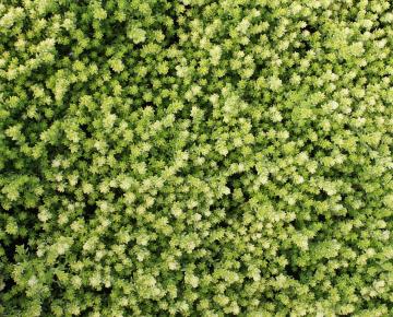 Sedum acre 'Elegans'