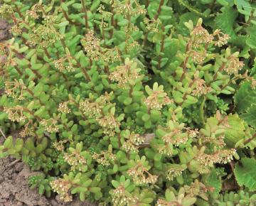 Sedum album
