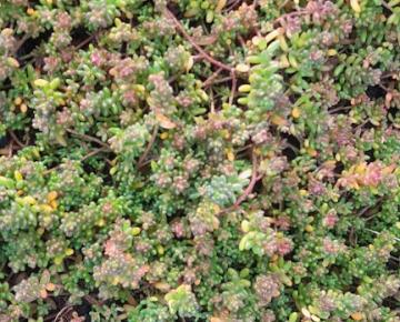 Sedum album 'Murale'