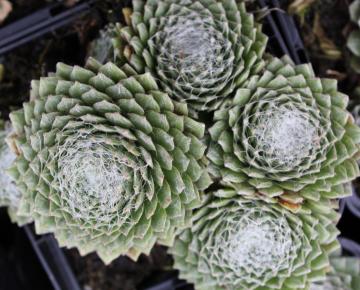 Sempervivum arachnoideum