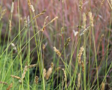 Sesleria argentea