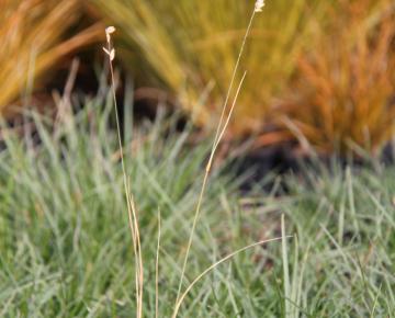 Sesleria caerulea (albicans)