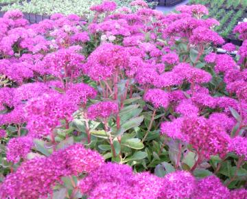 Sedum  'Carl'