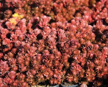 Sedum reflexum 'Chocolate Ball'