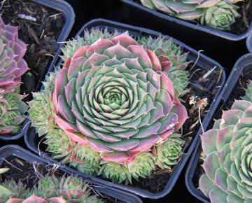 Sempervivum  'Commander Hay'