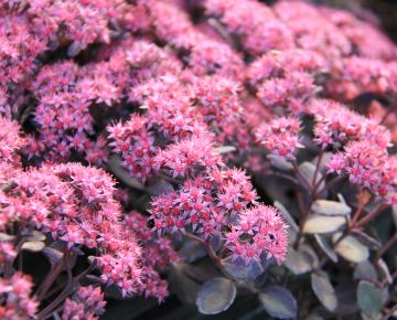 Sedum cauticola 'Lidakense'