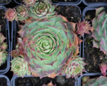 Sempervivum  'Dark Beauty'