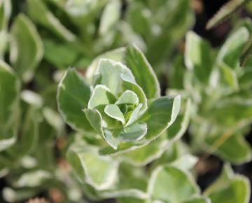 Sedum  'Frosty Morn'
