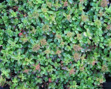 Sedum floriferum 'Weihenstephaner Gold'