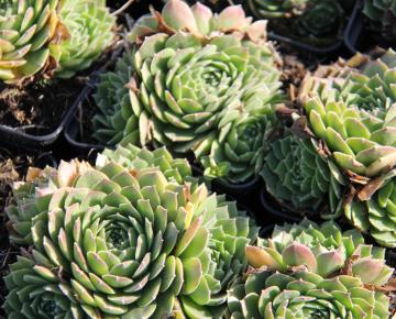 Sempervivum 'Grandiflorum'