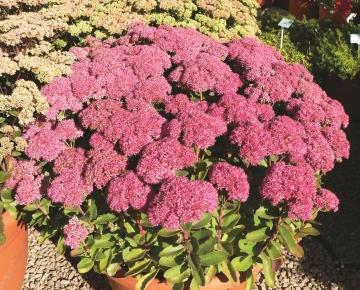 Sedum telephium 'Herbstfreude'