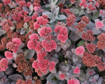 Sedum  'José Aubergine' PBR