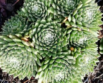 Sempervivum  'Jubilee'