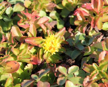 Sedum kamtschaticum
