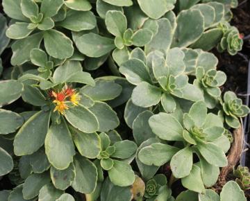 Sedum kamtschaticum 'Variegatum'