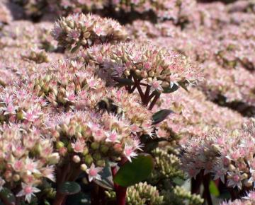 Sedum 'Matrona'