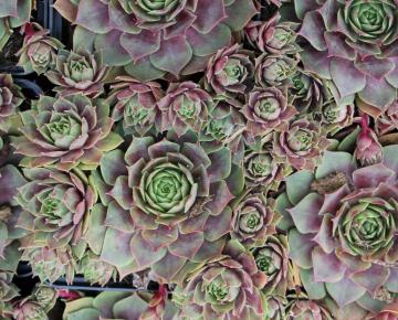 Sempervivum 'Othello'