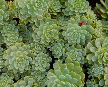 Sedum pachyclados