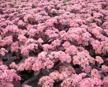 Sedum 'Purple Emperor'