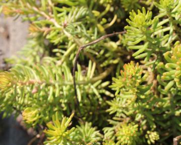 Sedum reflexum 'Angelina'