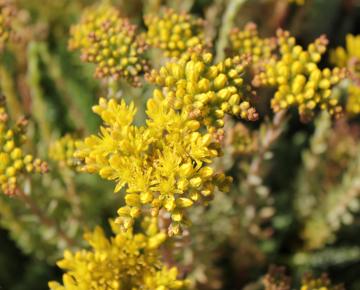 Sedum reflexum