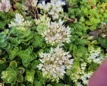 Sedum spurium 'Album Superbum'