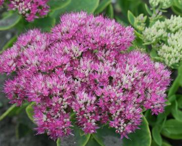 Sedum spectabile 'Brillant'