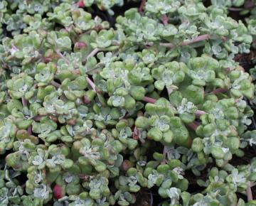 Sedum spathulifolium 'Cape Blanco'