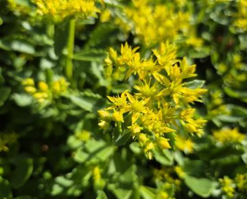Sedum selskianum