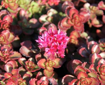 Sedum spurium 'Fuldaglut'