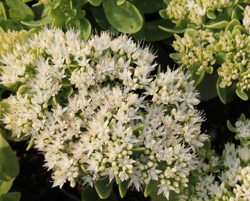 Sedum spectabile 'Iceberg'