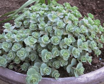 Sedum sieboldii